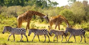 HAJI AHMED: Save northern Kenya from conservancies masquerading as wildlife protectors