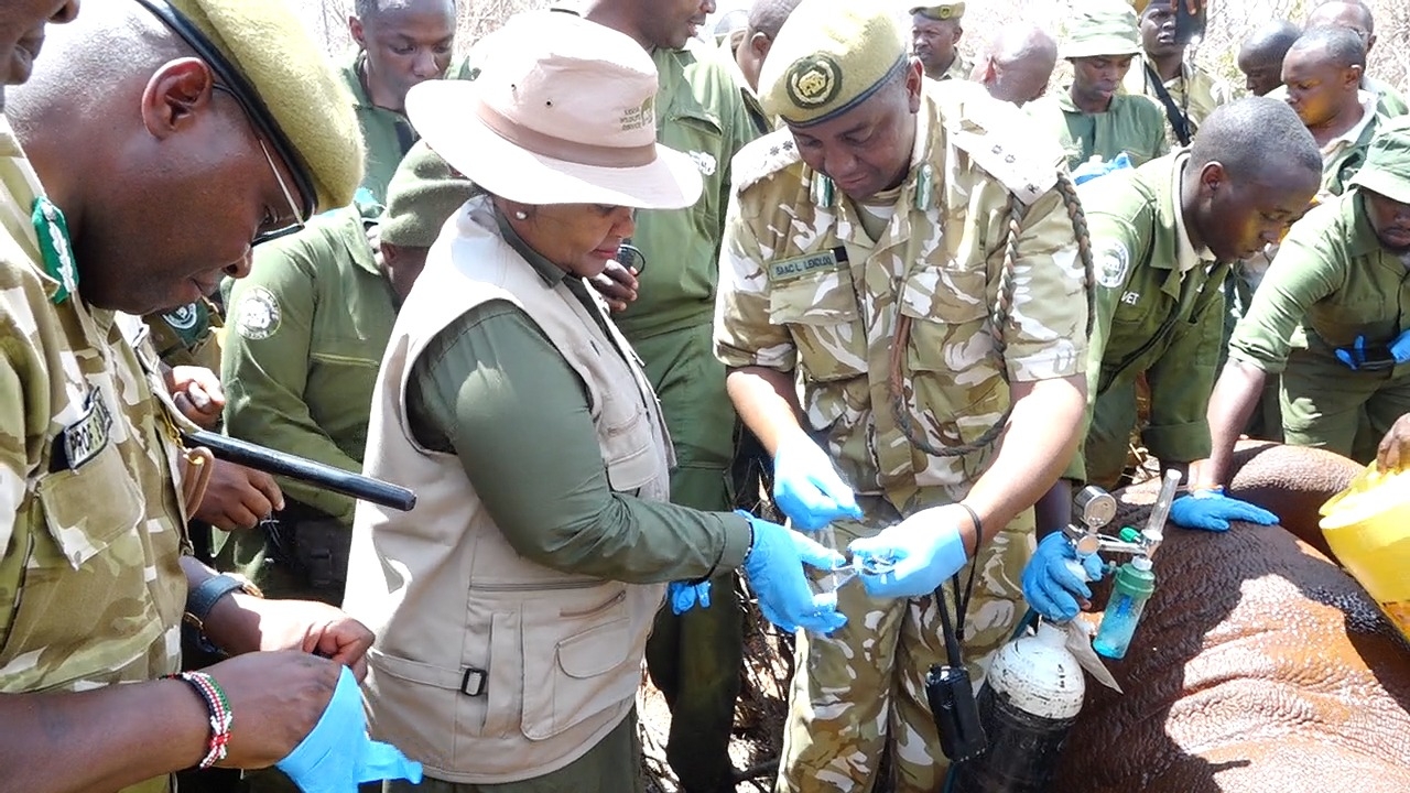State rolls out high-tech rhino tracking to boost conservation efforts