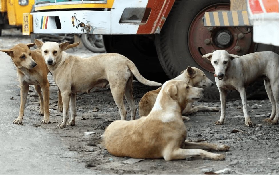 Dog numbers double, frustrating Kenya’s rabies plan