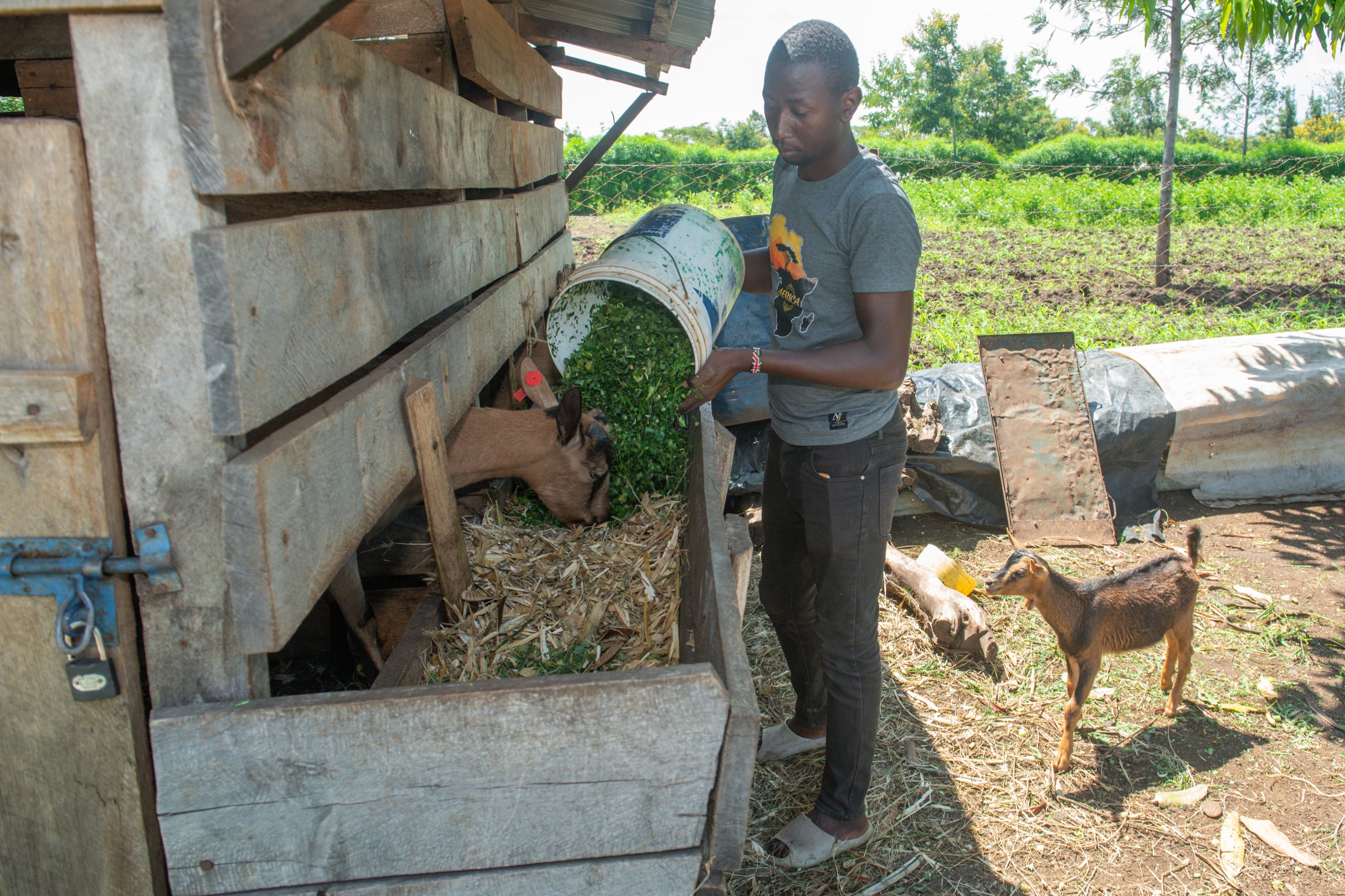 Goat artificial insemination programme pays off in Kirinyaga