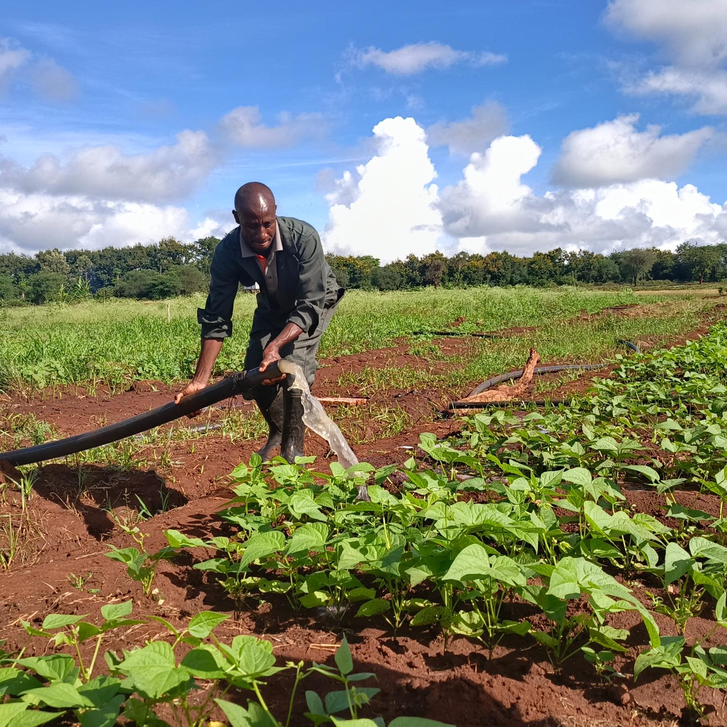 Solar power cuts irrigation costs, boosts production in Embu