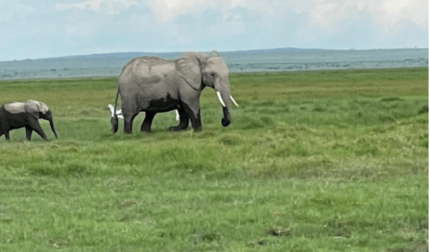 Facility to secure genetic wealth as illegal trade in wildlife spikes