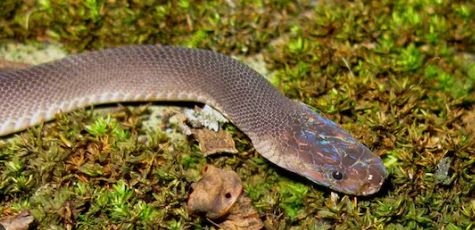 MoH: Snakebite kills over 100,000 people annually