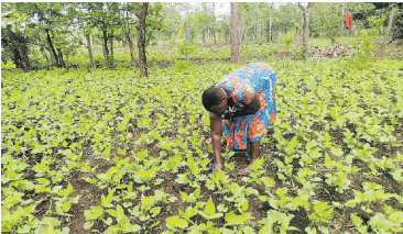 Tharaka Nithi farmers reap benefits of organic farming