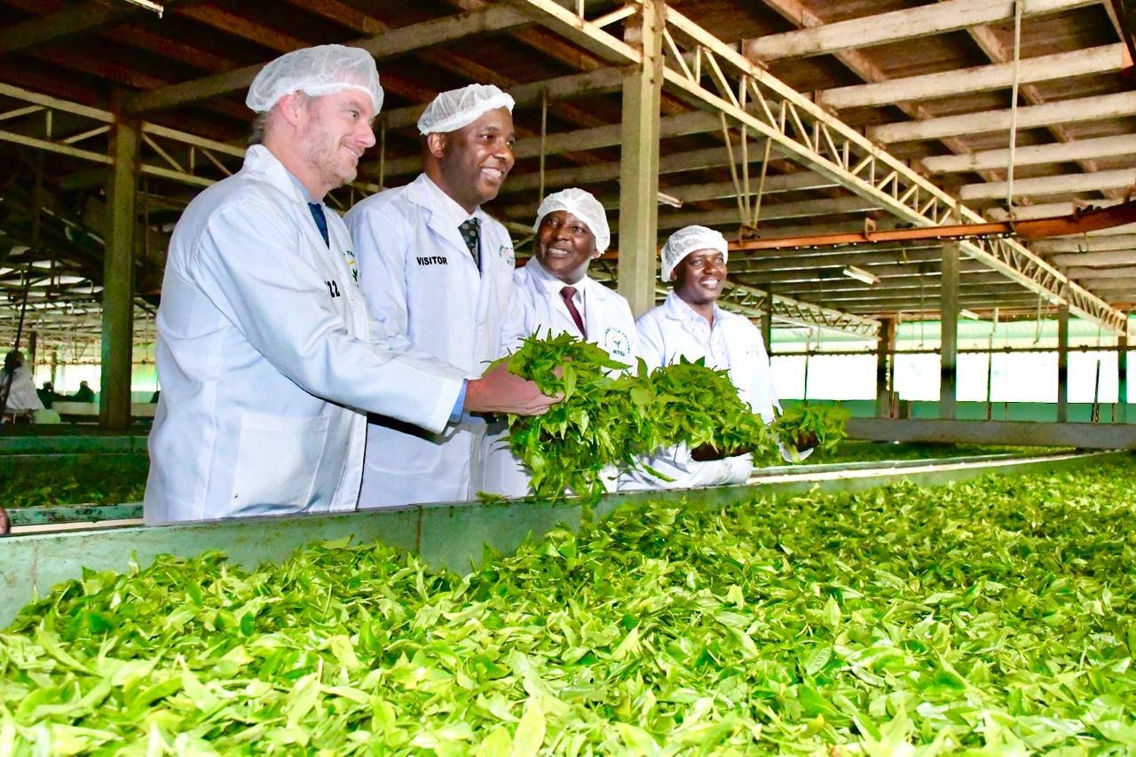Higher prices expected as Murang'a tea gets international branding