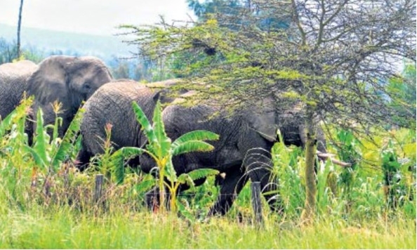Proximity to homes fuelling man, jumbos conflict — study
