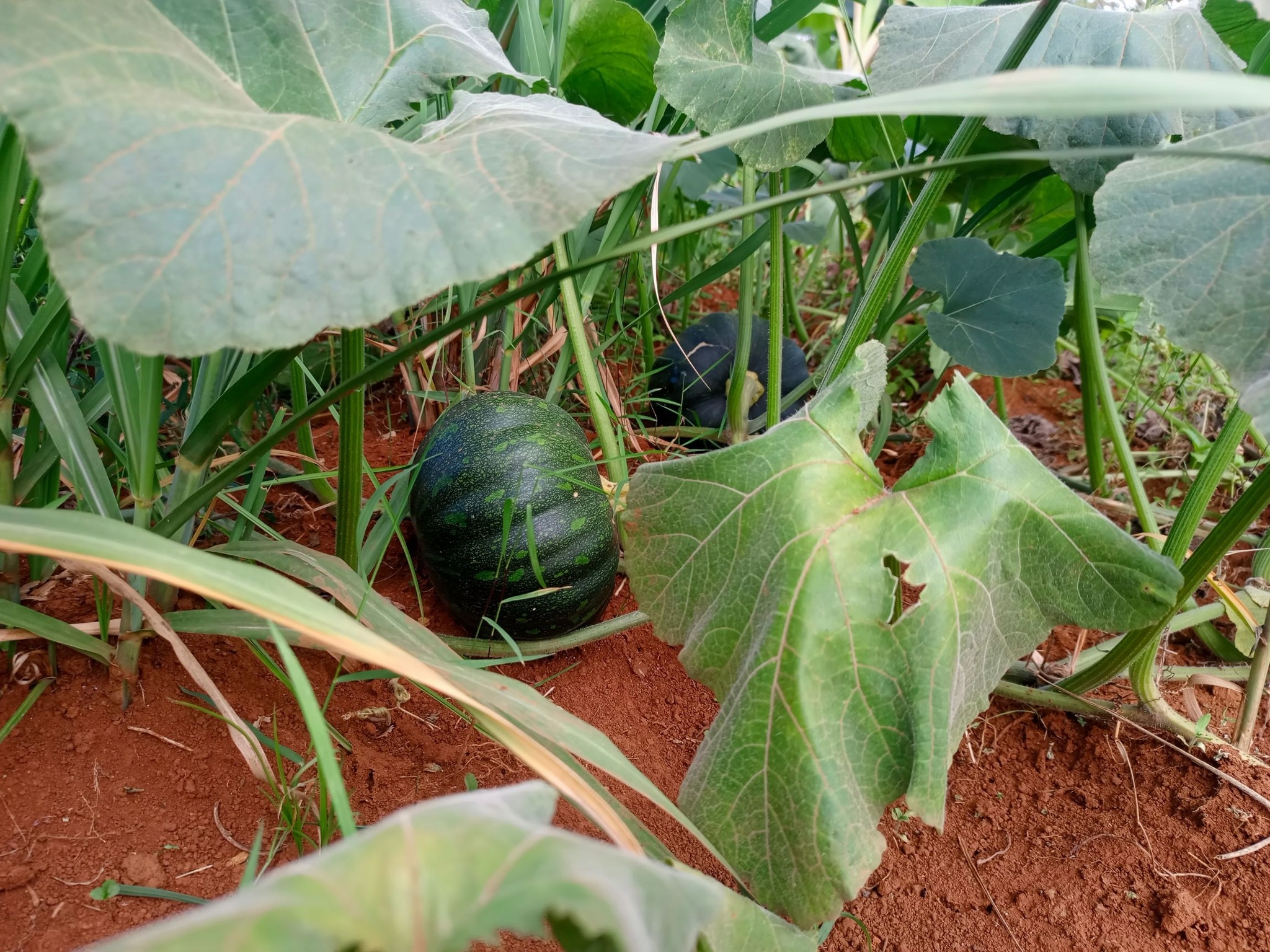 OGOI: Kenya’s food future undermined by cosmetic farming investment