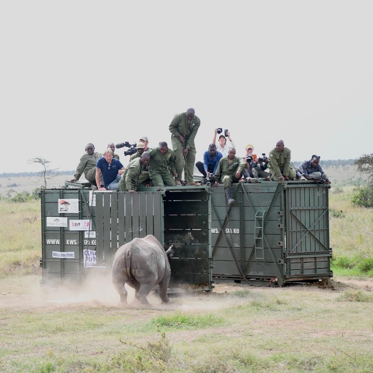 KWS to move 21 black rhinos from Ol Pejeta