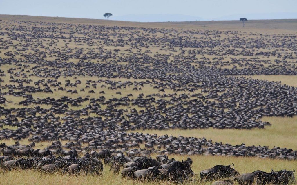 Miano invites world to witness migration spectacle