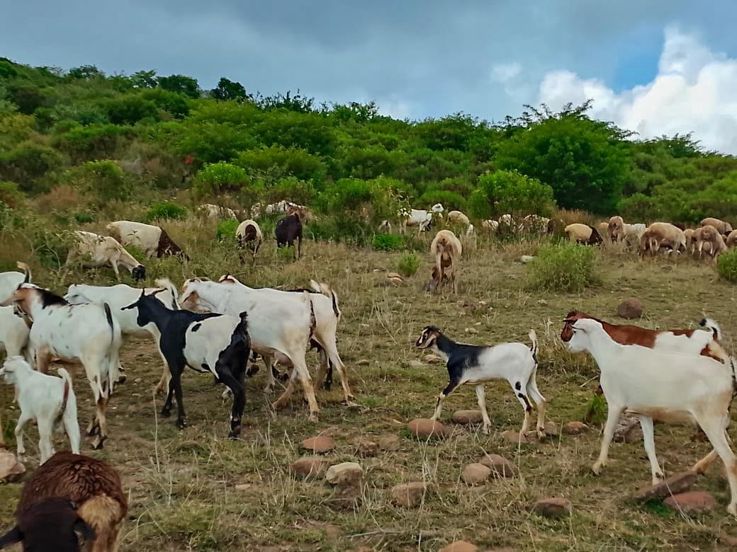 Police recover 59 stolen livestock in Samburu