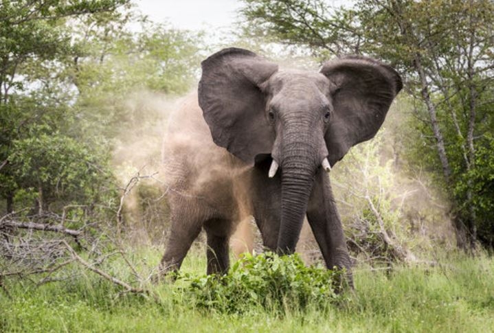 Elephants attack and kill two in Marsabit, Narok