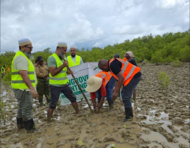 NTSA, KFS plant 4,000 mangrove trees in Mombasa