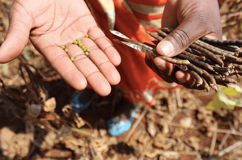 Drought-tolerant crops empower youth in Tharaka Nithi