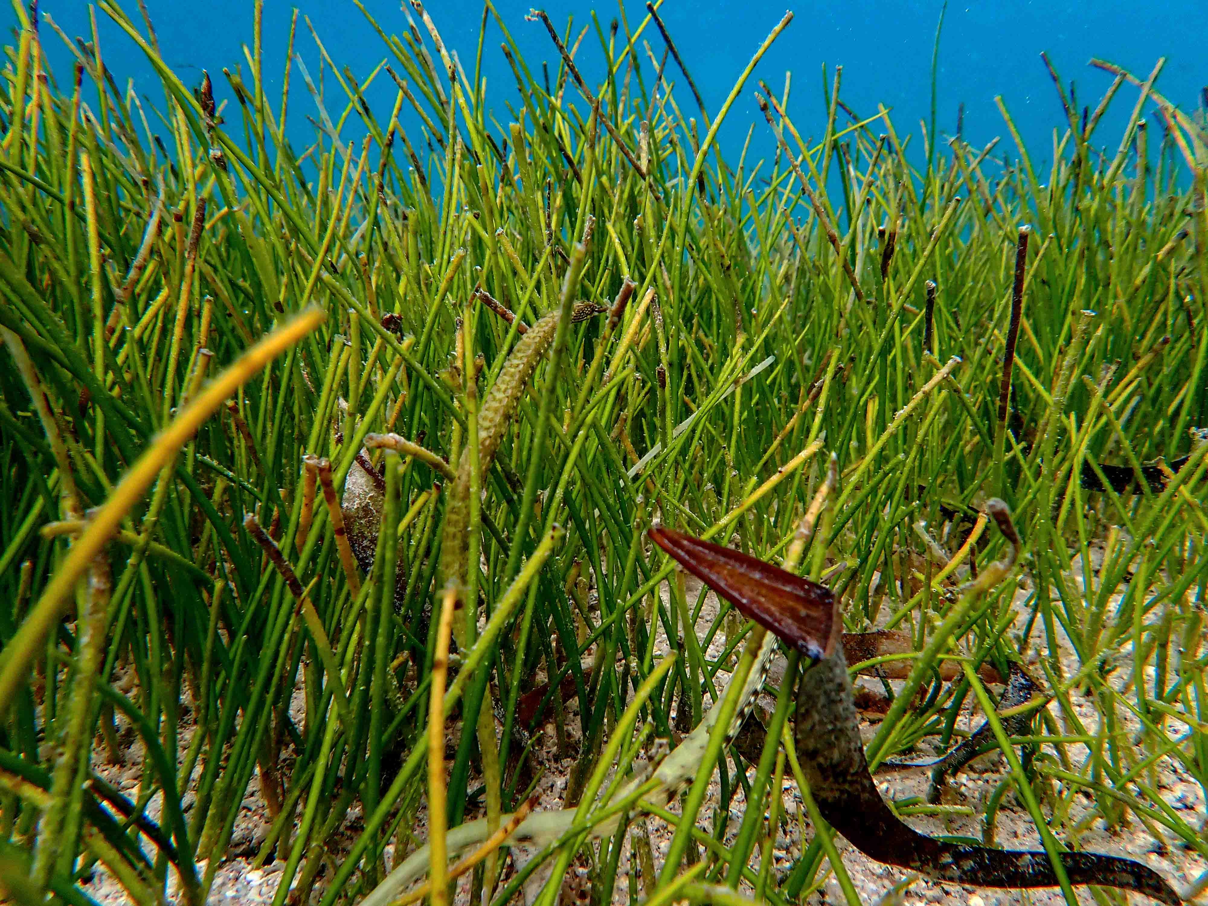 Seaweed turns the financial tide for Zanzibari women