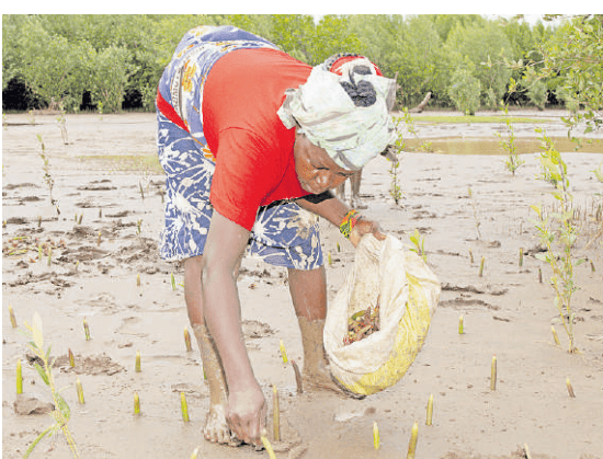 Study: Climate adaptation investments yield massive returns
