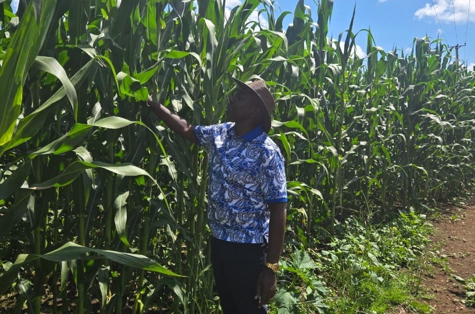 [PHOTOS] Ruto inspects his Naivasha farm