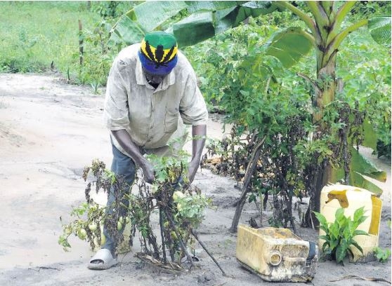 How mining resettlement changed one farmer's life in Kwale village