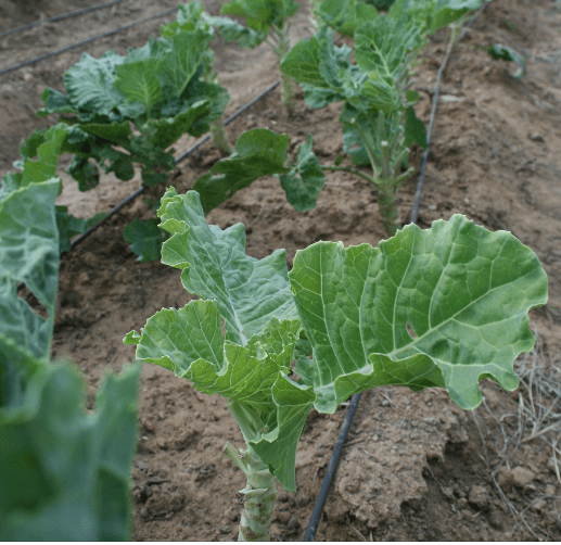 Scientists revive 2 sukuma wiki species to boost income