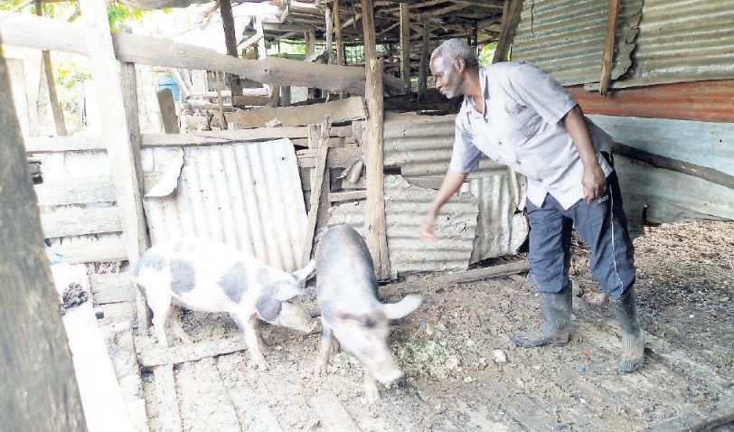 Retired Kericho bus driver finds success in pig farming