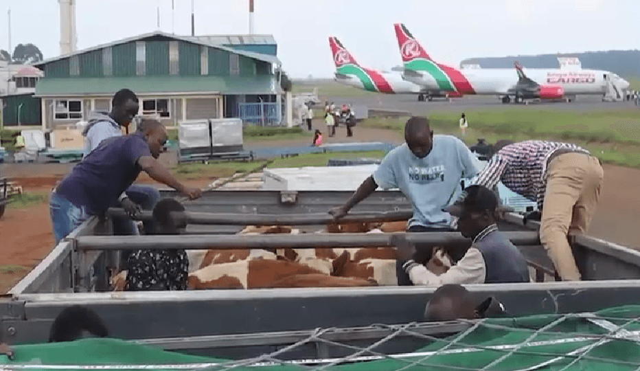 Uasin Gishu sets precedent with catte export to Nigeria