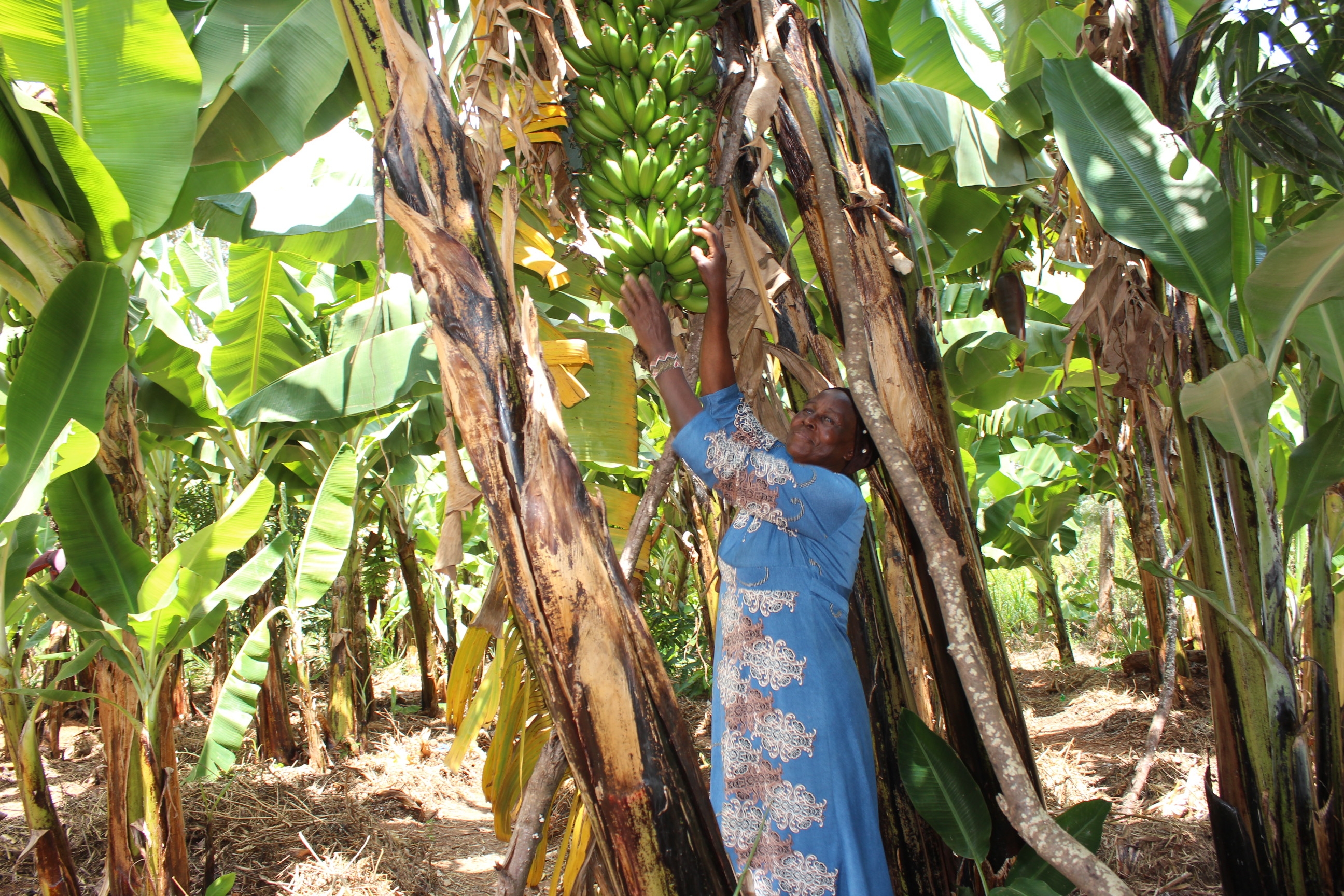Organic farmers to earn more with direct link to consumers