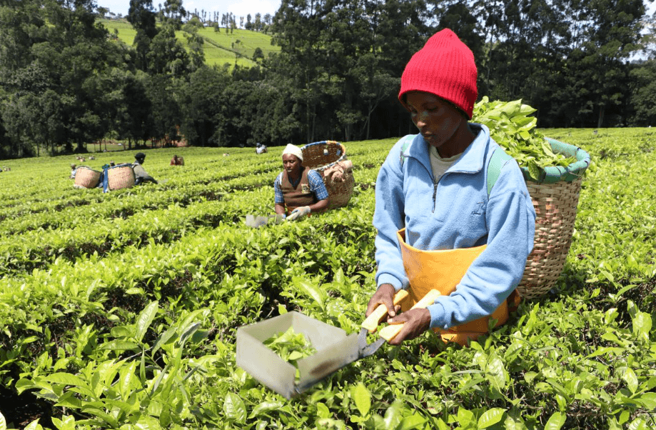 Tea farmers gain as KTDA partners with  Coop Bank in Sh1.2bn credit plan