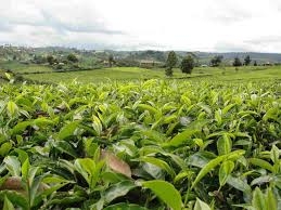 Nyamira tea sector turns new leaf in low-carbon revolution for Kenya