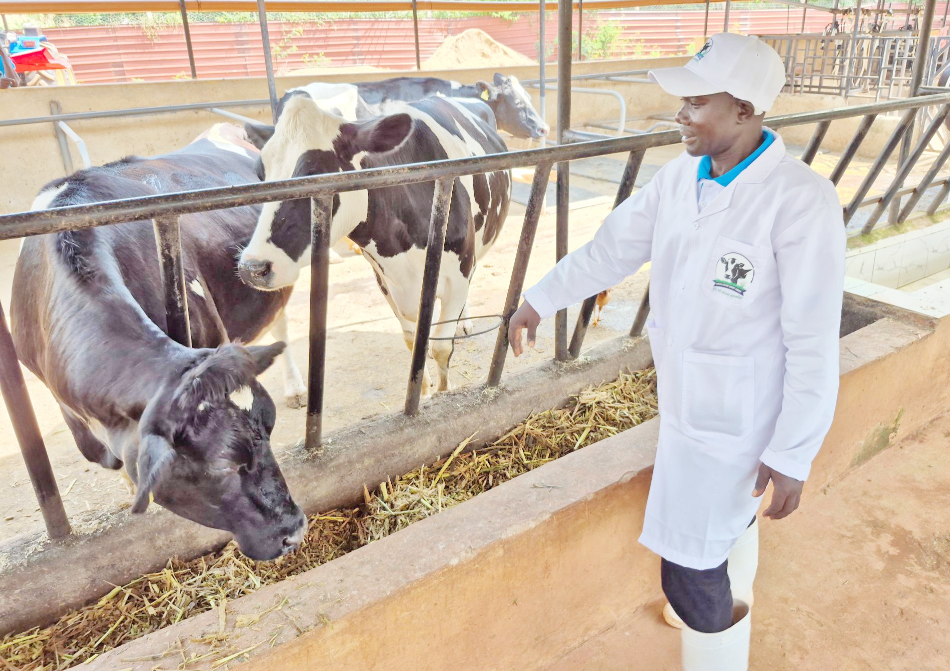 Dairy farmers in Western struggle with poor  artificial insemination services