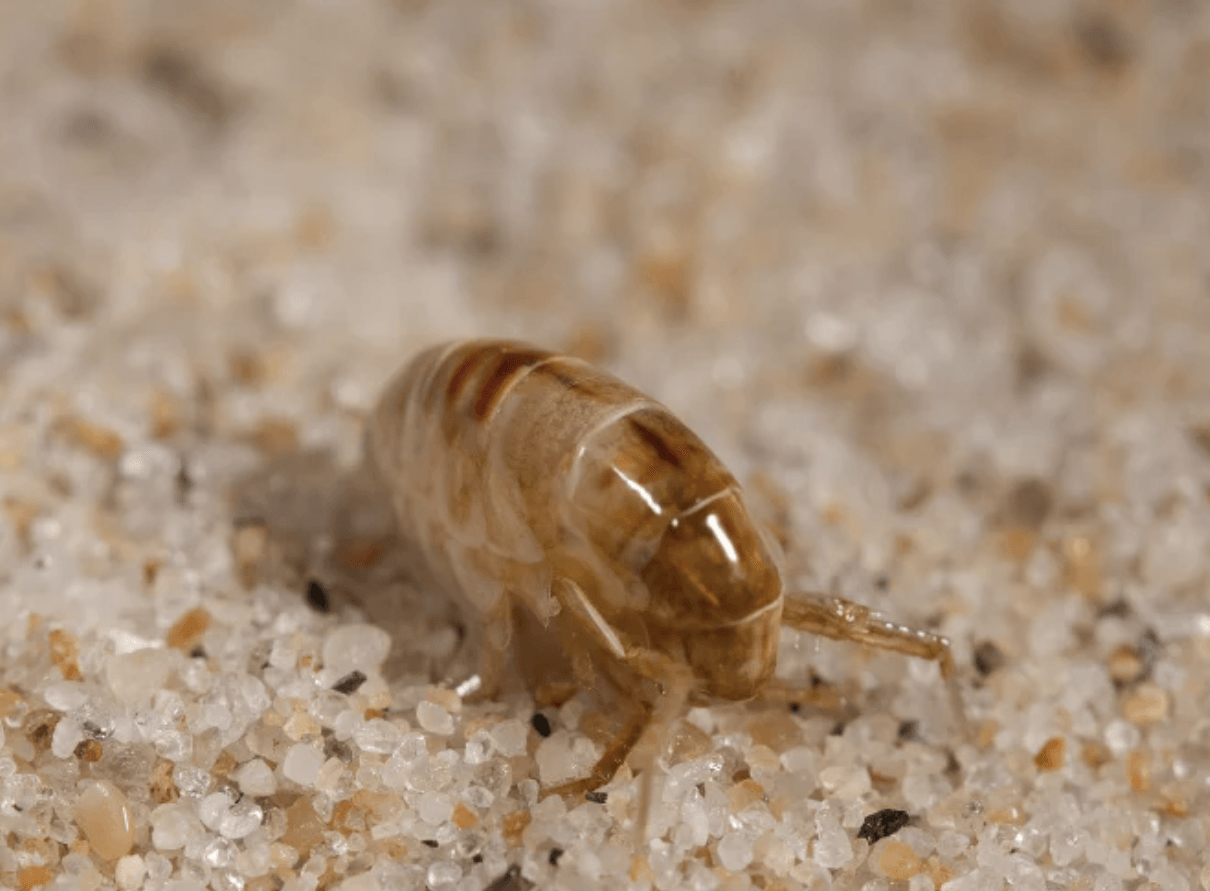 Kenyan scientists crack jigger's secret DNA code
