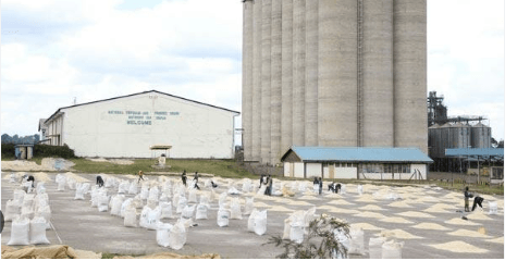 Food experts caution against Senate push to standardise maize packaging to 50kg bags