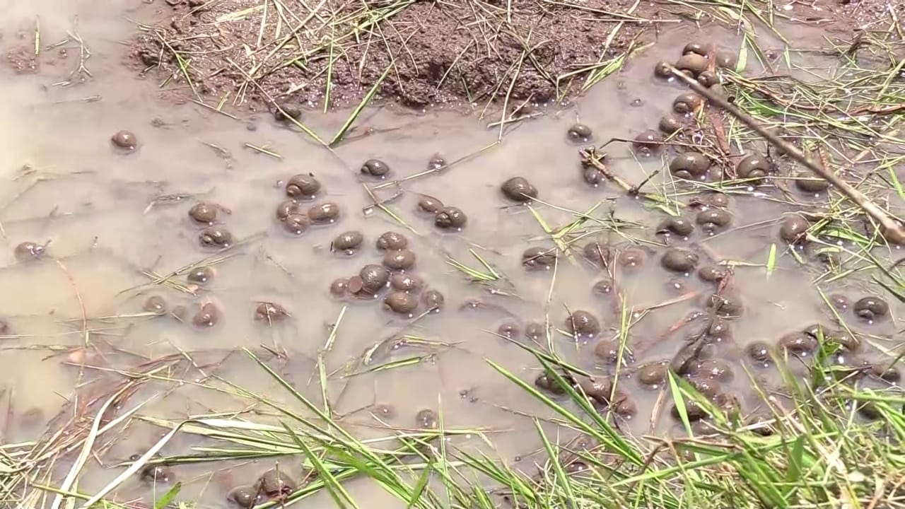 Help us manage invasive golden apple snails, say Mwea farmers