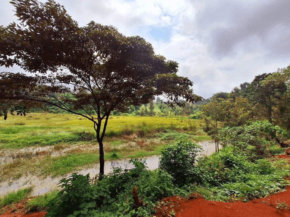 Peatlands take centre stage in global climate fight