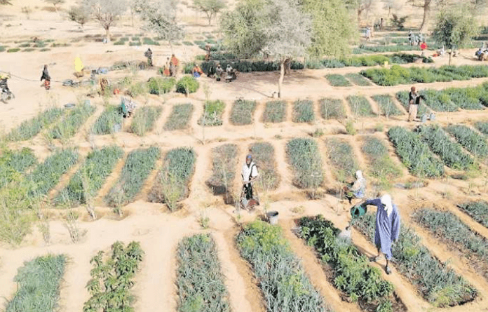 Shift as Isiolo, Marsabit men embrace kitchen gardening