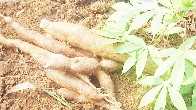 Fast-maturing MH96 cassava a game changer in food security