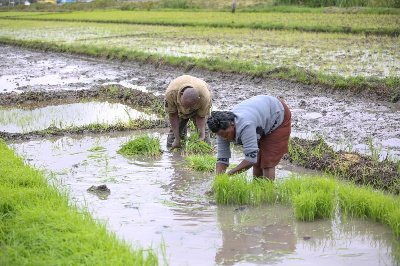 Court allows state to import 250,000 tonnes of duty free rice