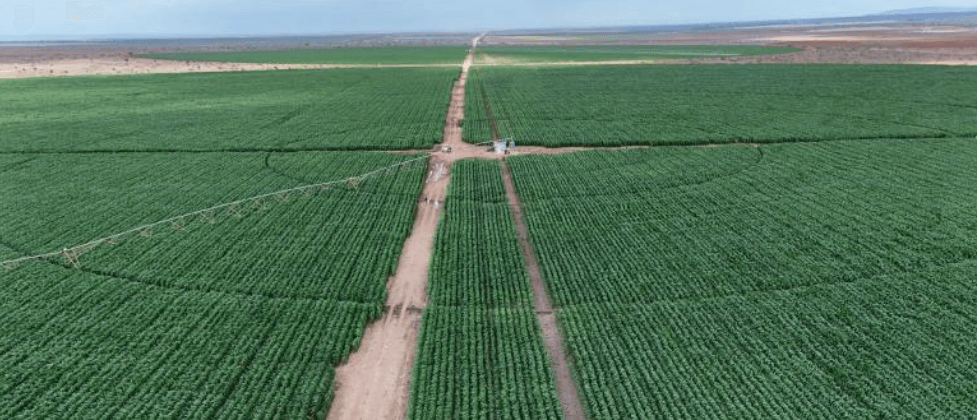 Maize production up as Galana Kulalu project scales to 1,500 acres