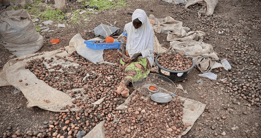 Nigeria banned shea nut exports to help women profit. It backfired