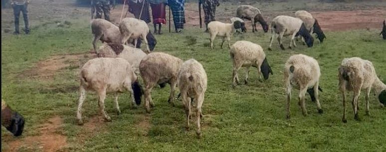 25 stolen livestock recovered in Laikipia