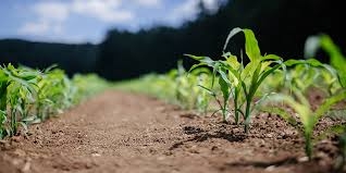 CHEGE: Misinformation and disinformation remain major barriers to food security