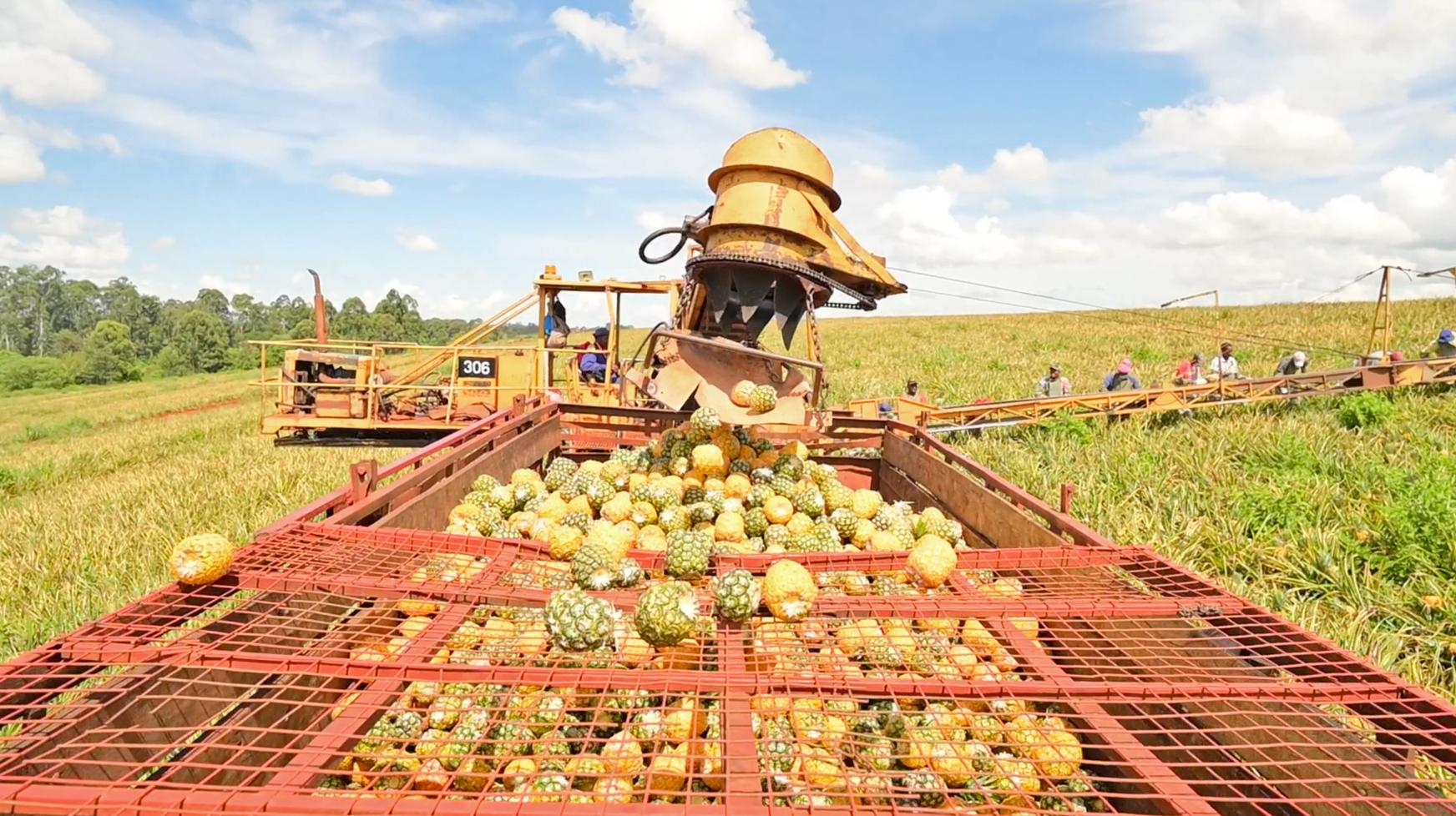 From farm to your table: A Del Monte Kenya’s pineapple’s journey