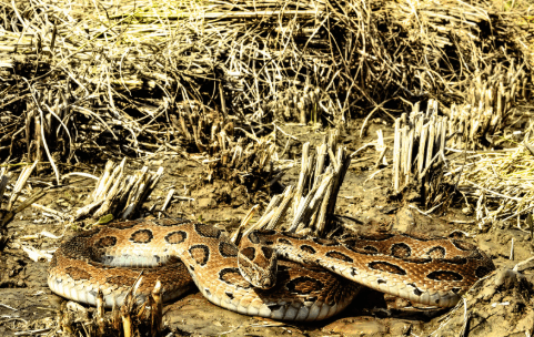 Snakebite Awareness Day: What you should know