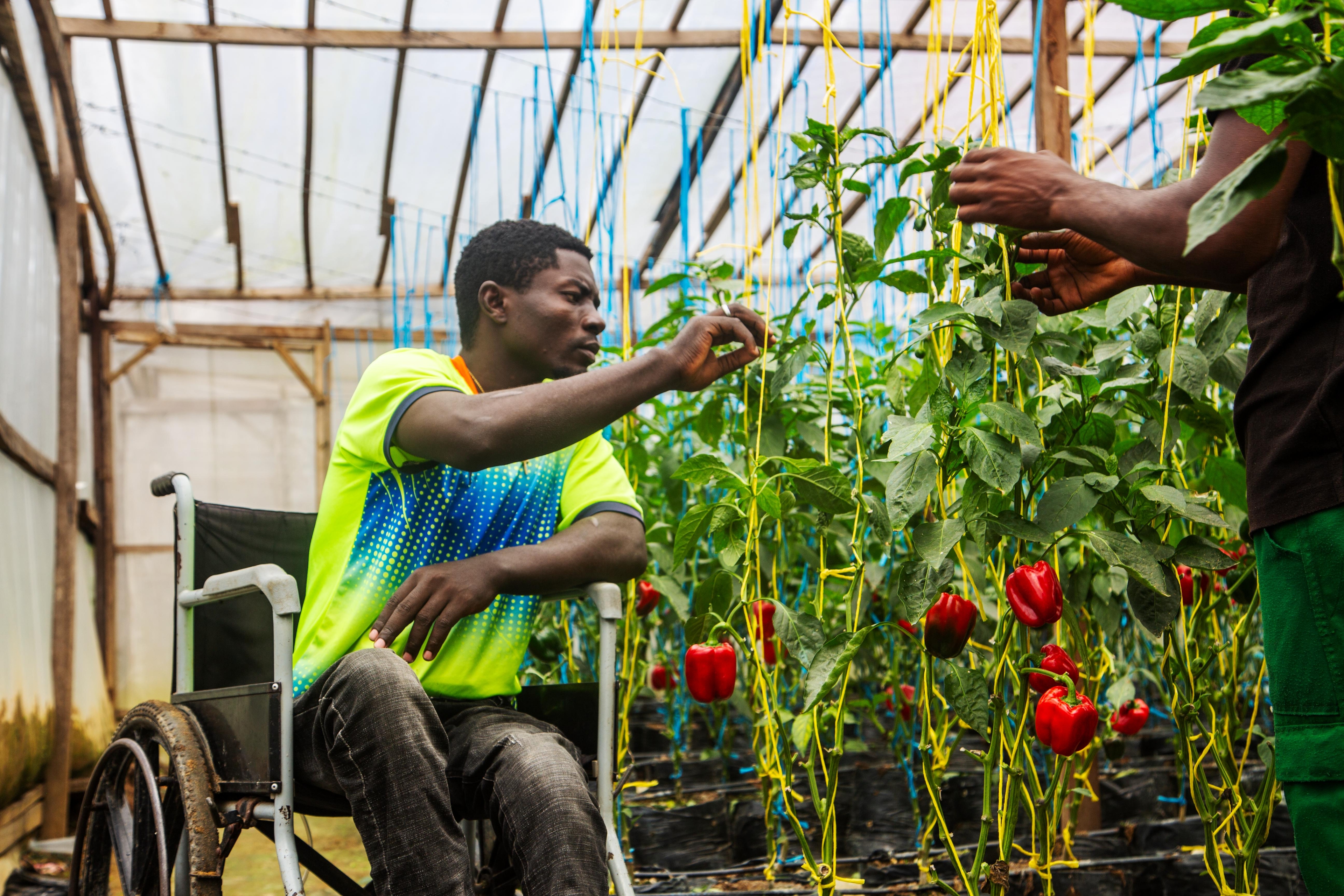AGRICULTURE: How greenhouse farming changed the life of a PWD