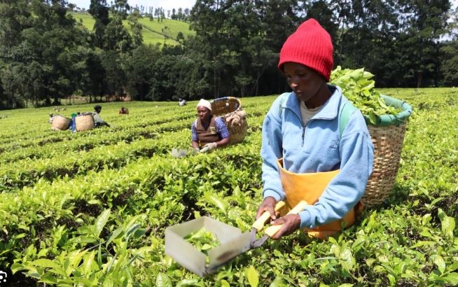 KTDA blames weak currency for low tea bonus payments