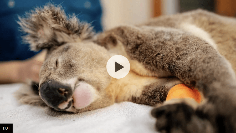 Vaccine to curb chlamydia epidemic decimating koalas approved