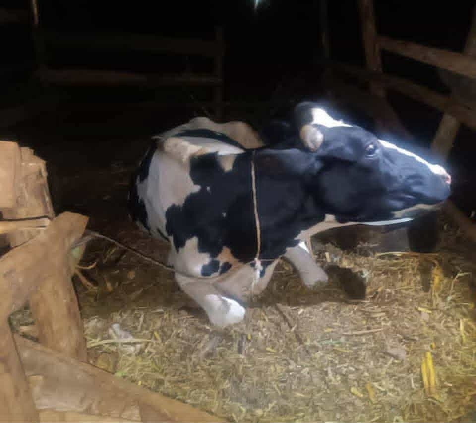 3 suspected thieves arrested over links to livestock theft