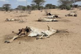 Short rains to delay as Met warns of mild to severe drought