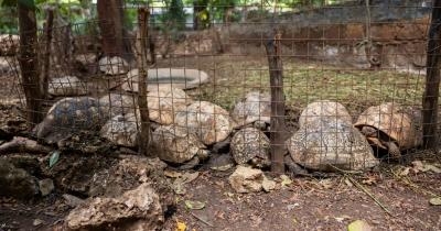 Report: Profit over conservation putting Kenya wildlife at risk