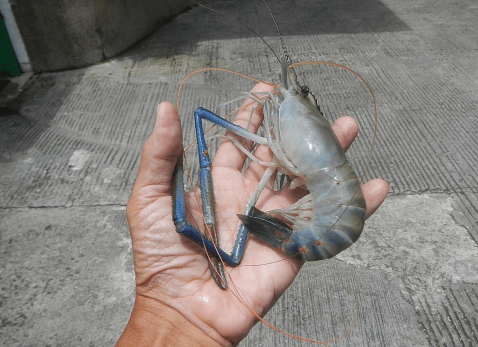 Prawns could rescue Kenya’s rice farmers from deadly snails
