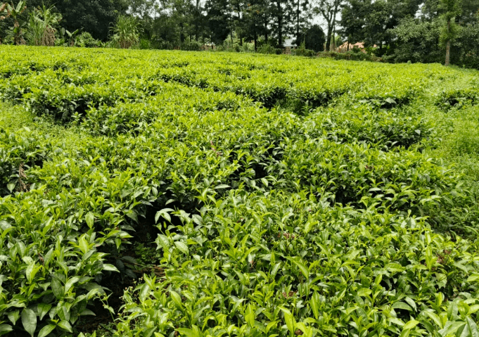 Barchok roots for farmers to sell tea to global markets