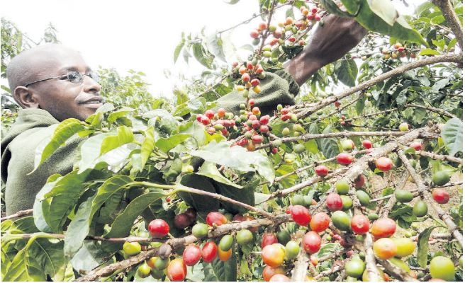 Smallholder farmers starved of climate finance, report warns